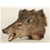 Image 2 : Arizona Javelina Head Mount