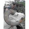 Image 1 : 10 day Yukon Dall sheep hunt- Bonnet Plume Outfitters