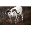 Image 4 : 10 day Yukon Dall sheep hunt- Bonnet Plume Outfitters