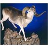 Image 1 : Hume Argali sheep hunt - Asian Mountain Outfitters