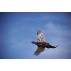 *South Dakota  3 Day - Pheasant Hunt for Two Hunters
