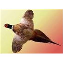 *Michigan  1 Day- Pheasant Hunt for up to 4 Hunters