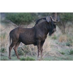 *South Africa  Plains Game Safari for  1 Hunter