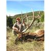 Image 1 : *Colorado 5 Day Semi-guided, Archery Elk Hunt for Two Hunters