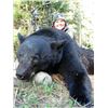 Image 1 : *British Columbia 5 Day Black Bear Hunt for Two Hunters