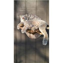 *Lynx Taxidermy Mount