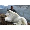 Image 1 : British Columbia – 9 Day - Mt. Goat Hunt for One Hunter