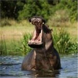 South Africa – 5 Day – Hippopotamus Hunt for One Hunter