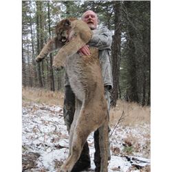 British Columbia – 7 Day – Mountain Lion Hunt for One Hunter