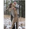 Image 1 : British Columbia – 7 Day – Mountain Lion Hunt for One Hunter