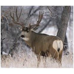 *Alberta 6 Day Mountain Mule Deer for One Hunter