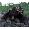 Image 1 : Yukon – 8 Day – Interior Grizzly and Black Bear (2) Hunt for One Hunter
