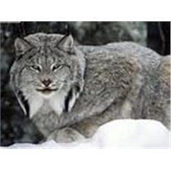 *British Columbia  7 Day  Lynx Hunt for One Hunter
