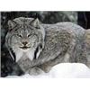 Image 1 : *British Columbia  7 Day  Lynx Hunt for One Hunter