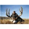 Image 1 : Alberta – 6 Day - Archery Mule Deer or Rocky Mountain Elk for Two Hunters