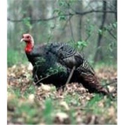 *Kansas  2 1/2 Day Eastern Turkey Hunt for Two Hunters