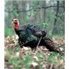 Image 1 : *Kansas  2 1/2 Day Eastern Turkey Hunt for Two Hunters