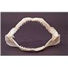 Image 1 : AUTHENTIC SHARK JAW / TEETH