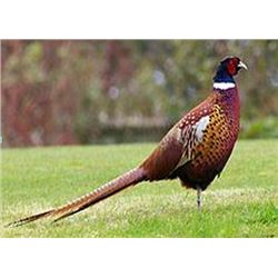 1 Day, Six Bird Pheasant Hunt