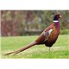 Image 1 : 1 Day, Six Bird Pheasant Hunt