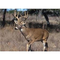 3 Day Management Whitetail Deer Hunt (8 pt or smaller) for One Hunter