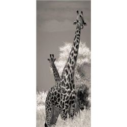 Six Days and Six Nights Photo Safari for 2