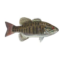 1/2 day Small Mouth Bass fishing trip for One