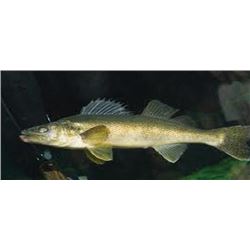 Six hour Walleye Fishing Trip
