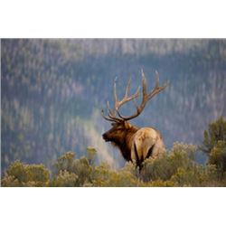 Unguided Five Day Archery Elk Hunt