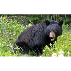Seven day Black Bear Hunt for one hunter