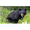 Image 1 : Seven day Black Bear Hunt for one hunter
