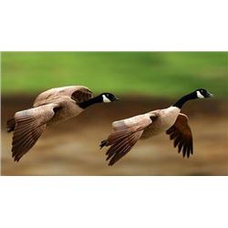 Three Day Hunt for Canadian Geese and Upland Birds for Two