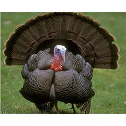 4 Day Turkey Hunt