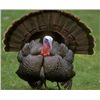 Image 1 : 4 Day Turkey Hunt