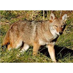 2 Day Predator Hunt for Coyotes