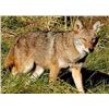 Image 1 : 2 Day Predator Hunt for Coyotes