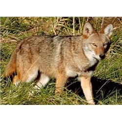3 Day Two Person Coyote Hunt