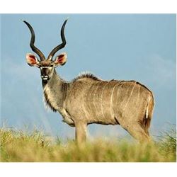 Seven Day Hunt for One Hunter with $3,000 towards Available Animals of your choice