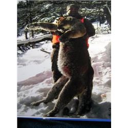 Seven Day Mountain Lion Hunt for One