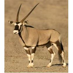 Seven Day 1 x 1 Hunt for Plains game, Oryx, Springbok, Blue Wildebeest, Burchells Zebra, Impala