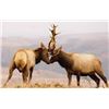Image 1 : Nine Day Rifle Rut Elk Hunt and Black Bear / Wolf