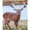 Image 1 : Five Day Whitetail Deer Archery Hunt