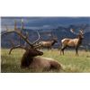 Image 1 : Unguided Five Day Archery Elk Hunt