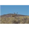 Image 1 : Seven Day Mule Deer/Antelope Hunt