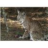 Image 1 : Three Day Bobcat Hunt for One