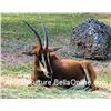 Image 1 : Five Day Hunt for a Sable Antelope