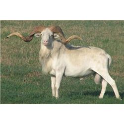 Two Day, Two Person Hunt for a choice of Corsican Ram, Texas Dall, or Black Hawaiian Ram and Hog