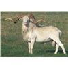 Image 1 : Two Day, Two Person Hunt for a choice of Corsican Ram, Texas Dall, or Black Hawaiian Ram and Hog