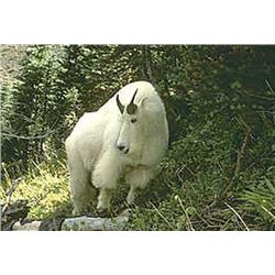 Ten Day Rocky Mountain Goat and Wolf Hunt