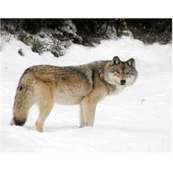 Five Day Hunt for Trophy Mule Deer and Wolf for One